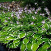 hosta-francee