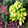 hosta-GoldStandard2