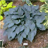 hosta-halcyon2