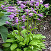 hosta-lemonlive