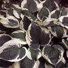 hosta-minuteman