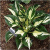 hosta-revolution