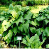 hosta-royalstandard2