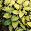 hosta-septembersun