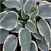 hosta-sleepingbeauty