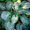 hosta-spiltmilk