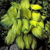 hosta-stainedglass