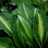 hosta-striptease