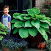 hosta-sumandsubstance