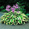 hosta-widebrim