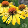 images (1)