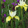 iris-buttersugar