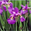iris-ceasarsbrother