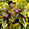 lamium-AnneGreenaway