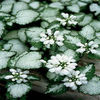 lamium-whitenancy