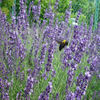 lavender-hidcote