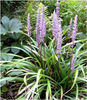 liriope