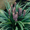 liriope-bigblue