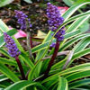 liriope-variegated