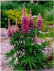lupine