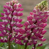 lupine-chatelaine2
