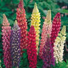 lupine-russelhybrids