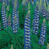 lupine-thegovenor