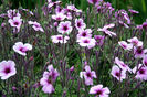 Madeira,_Palheiro_Gardens_-_Geranium_maderense_IMG_2314
