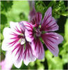 malva-zebrina