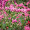 Monarda-MarshallsDelight