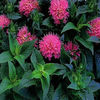 monarda-petitedelight2