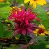monarda-raspberrywine2