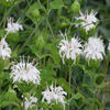 monarda-snowwhite