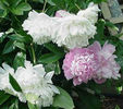 peony