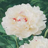 peony-festivamaxima