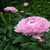 peony-sarahbernhardt