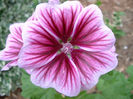 Perennial_Geranium_Flower_-_Relic38