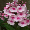 phlox-brighteyes