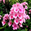 phlox-evacullum