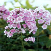 Phlox-FranzSchubert