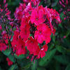 phlox-strafire