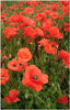 poppies