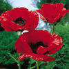 poppy-brilliant