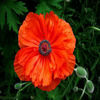 poppy-princeoforange