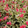 pulmonaria-raspberryice3