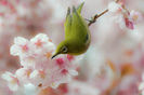 white-eye-and-cherry-blossoms-i-love-photo-and-apple