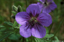 WILD_GERANIUM_