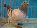 IMG00894-20131130-1520