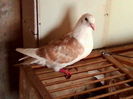 vindut