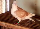 vindut